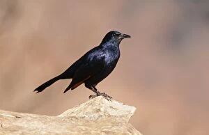 Images Dated 8th December 2004: Redwing Starling South Africa
