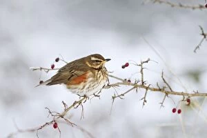Redwing - in winter perched on a bush with red