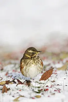 Redwing - In winter on snow covered ground foraging for rowen berries - Cleveland - UK