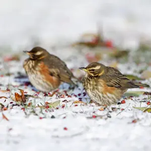 Redwing Prints: Redwing - in winter - on snow covered ground foraging for rowen berries - Cleveland - UK Manipulated Image