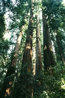 Sequoia Prints: Redwood California