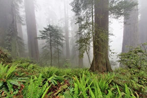 Fern Gallery: Redwood trees and ferns in fog. Redwood National