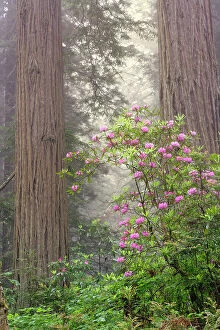 Calm Gallery: Redwood trees and Pacific Rhododendron in fog, Redwood