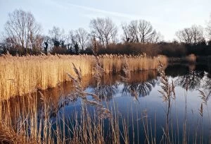 Reed Bed & Pond