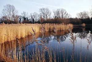 Bogs Prints: Reed Bed & Pond Wicken Fen