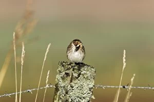 Images Dated 7th November 2010: Reed Bunting