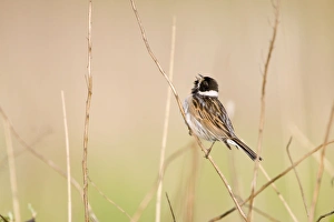Images Dated 20th May 2008: Reed Bunting