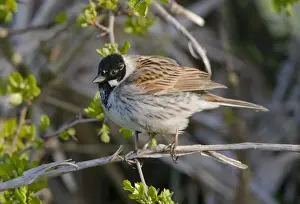 Buntings Prints: Reed Bunting - adult male perched in hedgrow - Oxon - UK - April