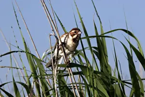 Bulgaria Prints: Reed bunting. Bulgaria