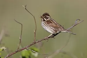 Images Dated 30th May 2009: Reed Bunting - female - approaching nest carrying a crane fly and grubs in mouth for the chicks