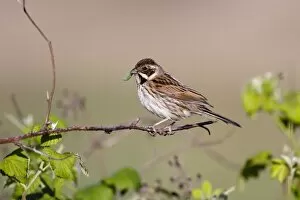 Buntings Gallery: Reed Bunting - female - approaching nest carrying a caterpillar in mouth for the chicks