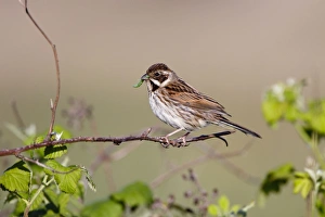 Buntings Gallery: Reed Bunting - female - approaching nest carrying a caterpillar in mouth for the chicks