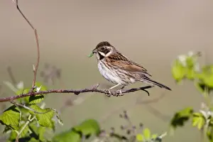 Bunting Prints: Reed Bunting - female - approaching nest carrying a caterpillar in mouth for the chicks - Bowesfield Nature Reserve