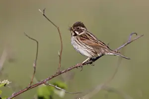 Reed Bunting - female - approaching nest carrying a crane fly and grubs in mouth for the chicks - Bowesfield Nature Reserve - Cleveland - UK