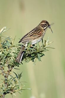 Reed Bunting - female with food in bill