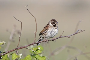 Buntings Gallery: Reed Bunting - Female perched over bramble bushes