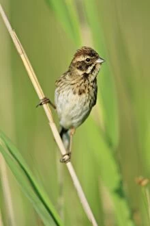 Reed Bunting - female perched on reed