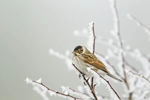 Reed Bunting - in hoar frost