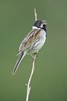 Reed Bunting- male bird singing from reed stalk, Hessen, Germany