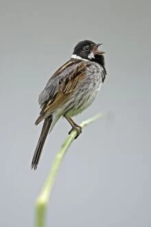 Reed Bunting - male bird singing from reed stalk