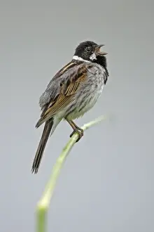 Reed Bunting- male bird singing from reed stalk, Hessen, Germany