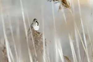 Reed Bunting - male calling from reedbed in early spring - Bowesfield Nature Reserve - Cleveland - UK