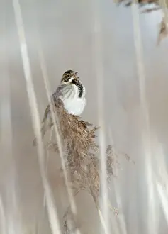 Bunting Prints: Reed Bunting - male calling from reedbed in early spring - Bowesfield Nature Reserve - Cleveland - UK