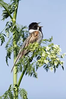 Images Dated 27th June 2010: Reed Bunting - male singing from flowering hemlock plant - Hessen - Germany