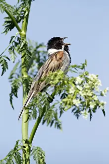 Bunting Prints: Reed Bunting - male singing from flowering hemlock plant - Hessen - Germany