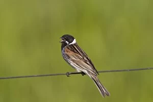 Images Dated 2nd May 2015: Reed Bunting male in summer
