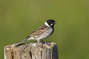 Reed Bunting male in summer