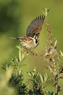 Reed Bunting - male, warding off rival in breeding territory