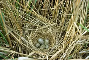 Buntings Prints: Reed Bunting - nest and eggs