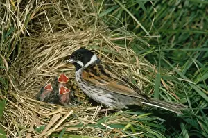 Bunting Prints: Reed Bunting - at nest with young