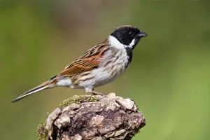Beak Prints: Reed Bunting - UK
