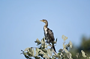 Images Dated 7th March 2008: Reed Cormorant - Perched on top of tree looking right