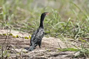 Cormorants Prints: Reed Cormorant - standing on bank - Okavango River - Botswana