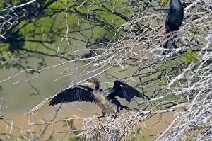 Reed Cormorant with wings open, on nest