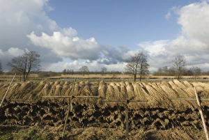 Images Dated 18th March 2008: Reed culture in fenland Landscape of nature reserve The Wieden, Overijssel, The Netherlands