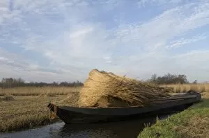 Images Dated 29th December 2006: Reed culture Reed bundles are moved by boat in the fenland The Netherlands, Overijssel