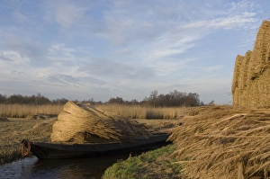 Images Dated 29th December 2006: Reed culture Reed bundles are moved by boat in the fenland The Netherlands, Overijssel