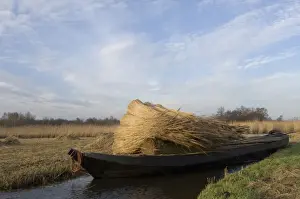 Reeds Prints: Reed culture Reed bundles are moved by boat in the fenland The Netherlands