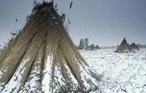 Reeds Prints: Reed culture Reed bundles stand up to dry at the snowy reed land The Netherlands