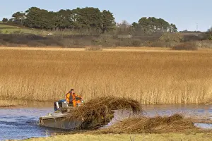 Commerical Prints: Reed Cutting - Marazion Marsh - Cornwall - UK