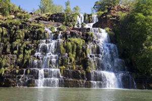Images Dated 3rd May 2008: Reed Grasses Growing on King Cascade, Prince Regent River, Kimberley coast, Western Australia