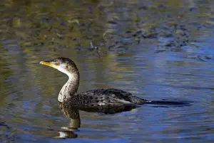 Reed / Long-tailed Cormorant. Andries Vosloo Kudu Reserve - nr Grahamstown - Eastern Cape - South Africa