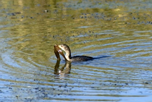 Reed / Long-tailed Cormorant