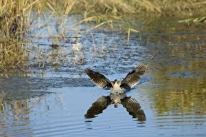 Reed / Long-tailed Cormorant - landing on water