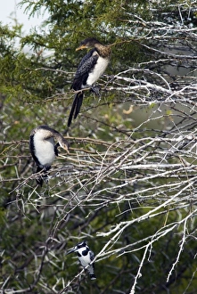 Pied Cormorant