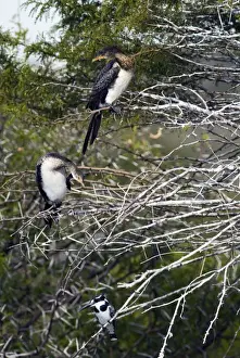 Reed / Long-tailed Cormorant - perched in tree after fishing (Pied Kingfisher perched below). Andries Vosloo Kudu Reserve - nr Grahamstown - Eastern Cape - South Africa